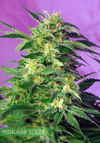 Конопляне насіння від Hohland Seeds